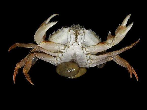 Sacculina carcini là 'bác sĩ chuyển giới' độc ác nhất thế giới động vật - Hình 2 Sacculina carcini la 'bac si chuyen gioi' doc ac nhat the gioi dong vat-Hinh-2
