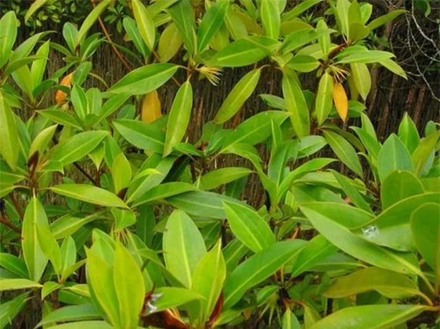 Kỳ lạ loài cây sinh con và nuôi con như động vật - Hình 7 Ky la loai cay sinh con va nuoi con nhu dong vat-Hinh-7