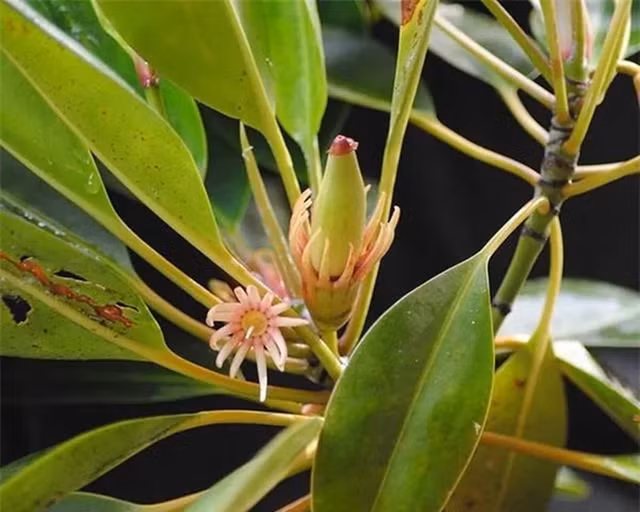 Ky la loai cay sinh con va nuoi con nhu dong vat-Hinh-4