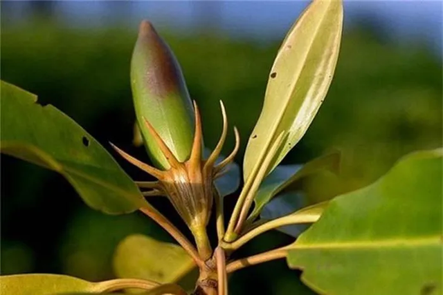 Kỳ lạ loài cây sinh con và nuôi con như động vật - Hình 6 Ky la loai cay sinh con va nuoi con nhu dong vat-Hinh-6