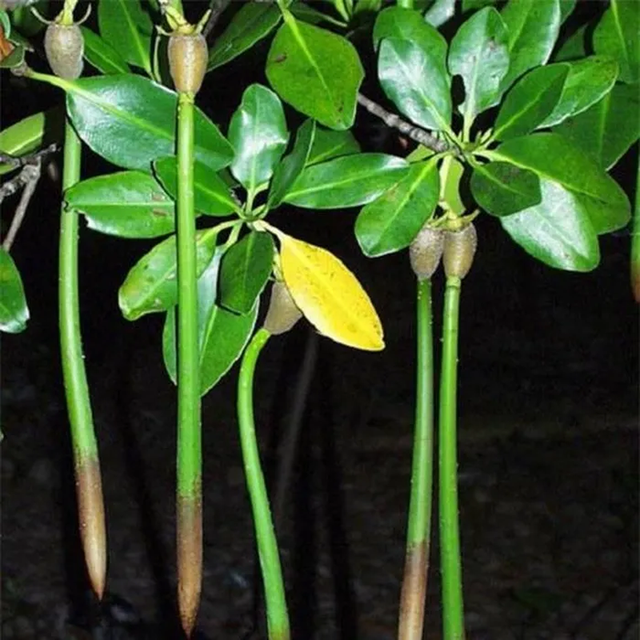 Kỳ lạ loài cây sinh con và nuôi con như động vật - Hình 3 Ky la loai cay sinh con va nuoi con nhu dong vat-Hinh-3
