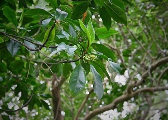 Kỳ lạ loài cây sinh con và nuôi con như động vật Ky la loai cay sinh con va nuoi con nhu dong vat