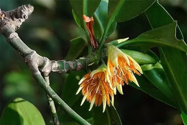 Ky la loai cay sinh con va nuoi con nhu dong vat-Hinh-5