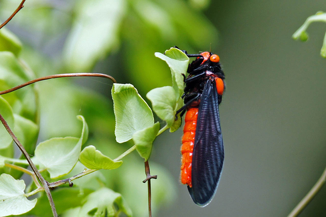 Loài ve sầu đỏ rực ngay từ khi còn là ấu trùng - Hình 5 Loai ve sau do ruc ngay tu khi con la au trung-Hinh-5