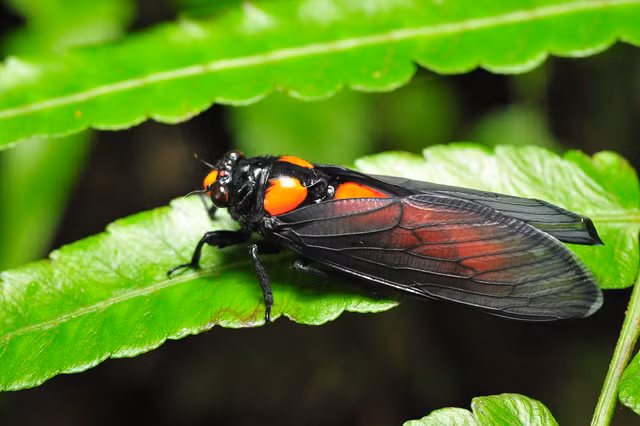 Loai ve sau do ruc ngay tu khi con la au trung-Hinh-7