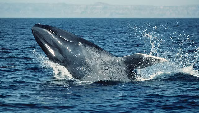 Ca voi xanh song o tat ca cac dai duong, co the nang tren 200 tan-Hinh-5