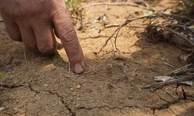 Loai dong vat dac huu cua Indonesia xuat hien tro lai sau 36 nam tuyet chung-Hinh-5