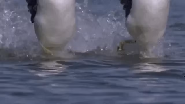 Chim lan phuong Tay la loai chim duy nhat co kha nang di tren mat nuoc-Hinh-3