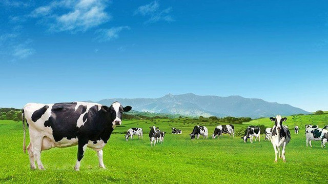 Biên lãi gộp suy giảm, Vinamilk báo lãi ròng quý 4/2021 đi ngang Bien lai gop suy giam, Vinamilk bao lai rong quy 4/2021 di ngang