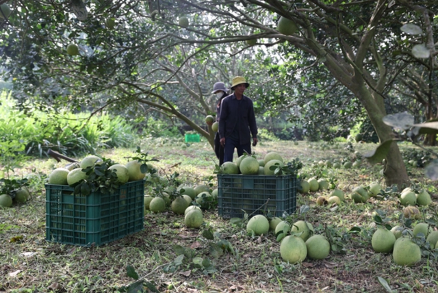 Bà Rịa – Vũng Tàu: Mùa bưởi Tết bội thu nông dân lãi tiền tỉ Ba Ria – Vung Tau: Mua buoi Tet boi thu nong dan lai tien ti