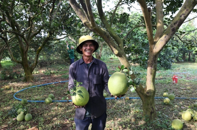 Bà Rịa – Vũng Tàu: Mùa bưởi Tết bội thu nông dân lãi tiền tỉ - Hình 2 Ba Ria – Vung Tau: Mua buoi Tet boi thu nong dan lai tien ti-Hinh-2