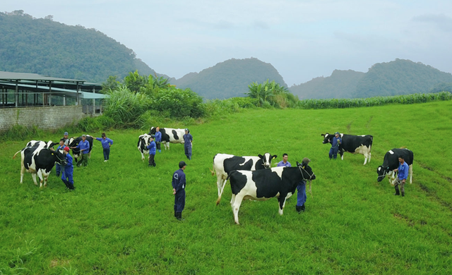 Vinamilk va GTN sap chi hon ngan ty de mua vao 39 trieu co phieu Moc Chau Milk