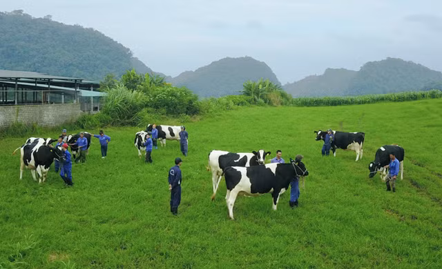 Vinamilk va GTN sap chi hon ngan ty de mua vao 39 trieu co phieu Moc Chau Milk