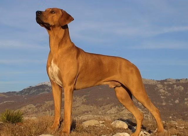 Cho san su tu chau Phi so huu chi so IQ cuc cao-Hinh-8