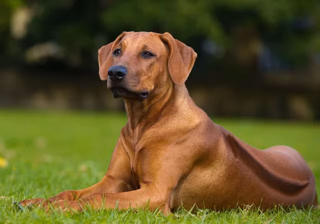 Cho san su tu chau Phi so huu chi so IQ cuc cao-Hinh-2