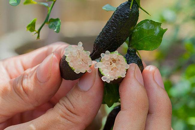 Việt Nam trồng được loại quả quý hiếm đắt đỏ bậc nhất thế giới - Hình 8 Viet Nam trong duoc loai qua quy hiem dat do bac nhat the gioi-Hinh-8