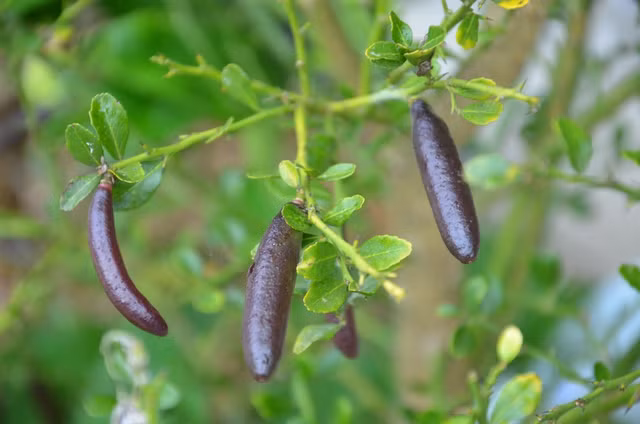 Viet Nam trong duoc loai qua quy hiem dat do bac nhat the gioi-Hinh-4