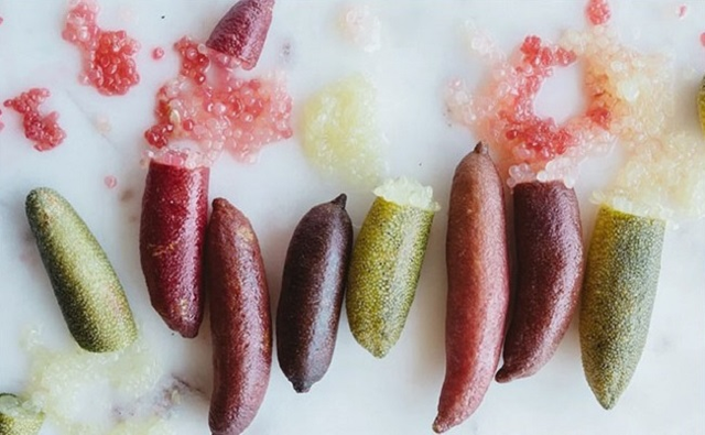 Việt Nam trồng được loại quả quý hiếm đắt đỏ bậc nhất thế giới - Hình 7 Viet Nam trong duoc loai qua quy hiem dat do bac nhat the gioi-Hinh-7