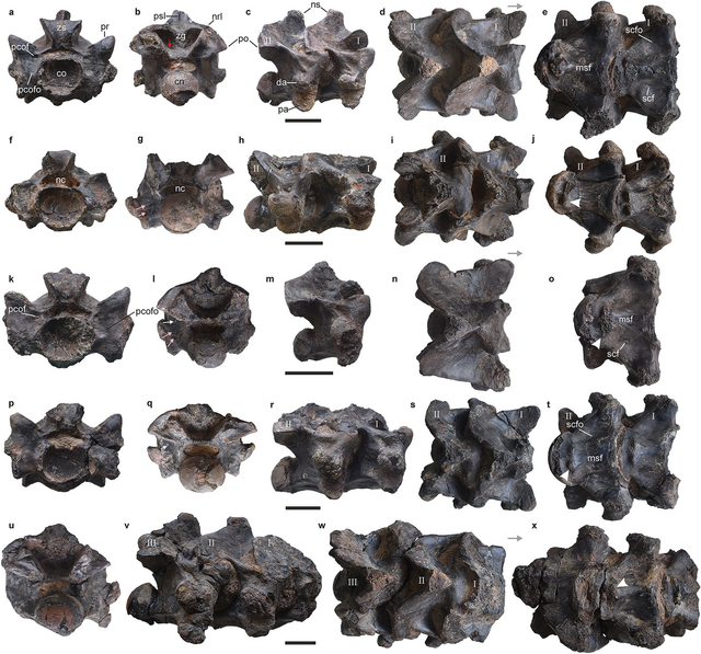 Siêu mãng xà Vasuki Indicus 47 triệu tuổi lộ diện - Hình 3 Sieu mang xa Vasuki Indicus 47 trieu tuoi lo dien-Hinh-3