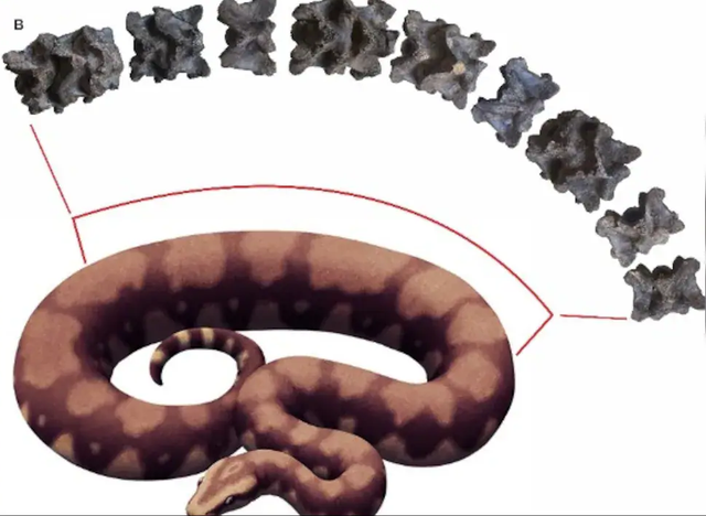 Siêu mãng xà Vasuki Indicus 47 triệu tuổi lộ diện - Hình 2 Sieu mang xa Vasuki Indicus 47 trieu tuoi lo dien-Hinh-2