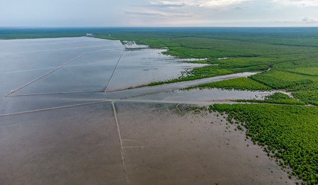 Cánh rừng Net Zero VINAMILK tại Càu Mau đón những đàn chim trở về - Hình 10 Canh rung Net Zero VINAMILK tai Cau Mau don nhung dan chim tro ve-Hinh-10