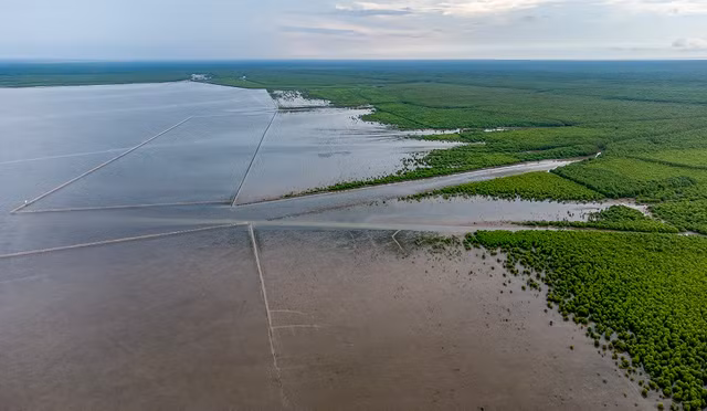 Canh rung Net Zero VINAMILK tai Cau Mau don nhung dan chim tro ve-Hinh-10