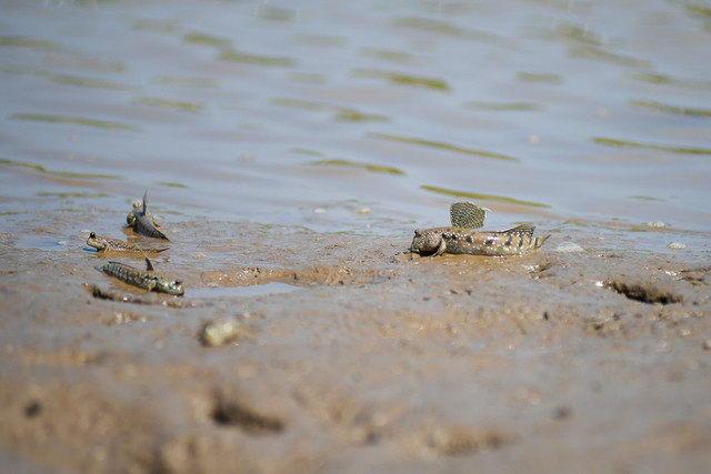 Cánh rừng Net Zero VINAMILK tại Càu Mau đón những đàn chim trở về - Hình 5 Canh rung Net Zero VINAMILK tai Cau Mau don nhung dan chim tro ve-Hinh-5