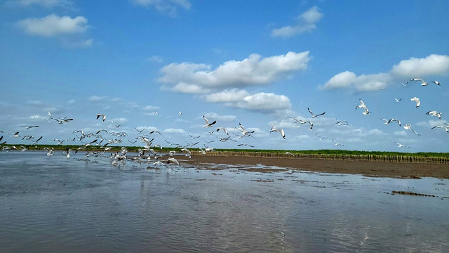 Cánh rừng Net Zero VINAMILK tại Càu Mau đón những đàn chim trở về - Hình 4 Canh rung Net Zero VINAMILK tai Cau Mau don nhung dan chim tro ve-Hinh-4