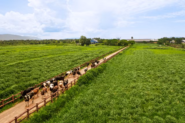 He sinh thai “Net Zero” da vuot ra ngoai nhung trang trai xanh cua Vinamilk