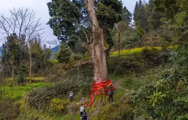 Loai go quy hon vang nhung khong ai muon trong, bat ngo ly do-Hinh-3