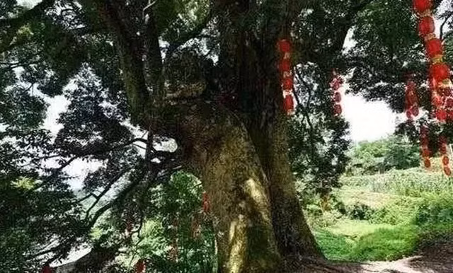 Loai go quy hon vang nhung khong ai muon trong, bat ngo ly do-Hinh-7