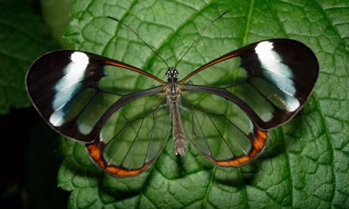 Giai ma ve dep cua loai buom co doi canh nhu pha le-Hinh-5