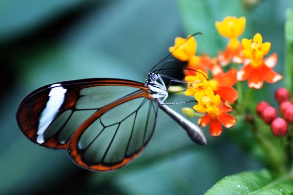 Giai ma ve dep cua loai buom co doi canh nhu pha le-Hinh-4