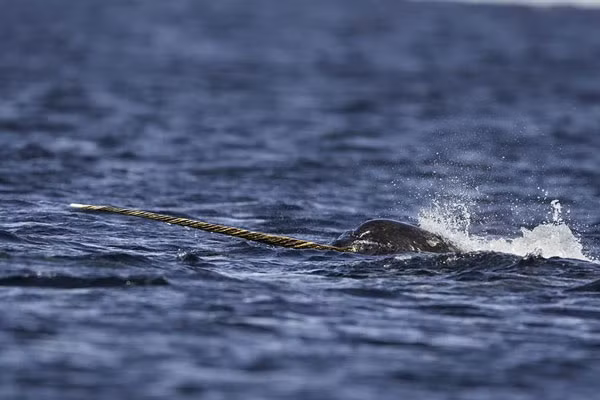 Gioi khoa hoc ngac nhien voi loai dong vat ky quac nay-Hinh-5