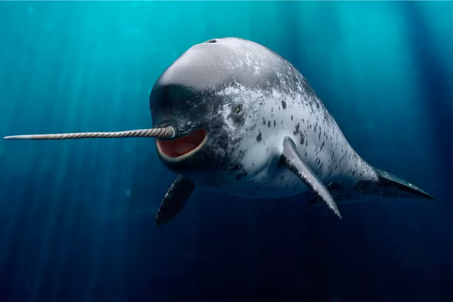 Gioi khoa hoc ngac nhien voi loai dong vat ky quac nay