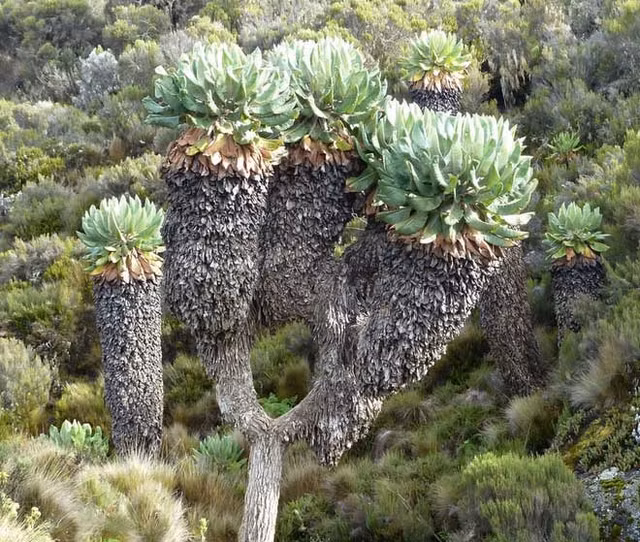 Biet gi ve loai cay co tu thoi tien su van song tai chau Phi?-Hinh-5