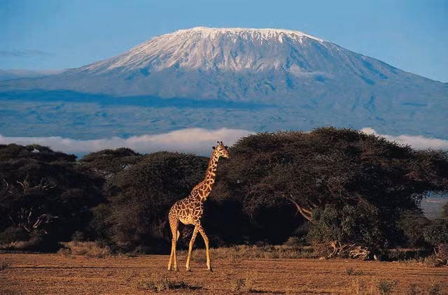 Biet gi ve loai cay co tu thoi tien su van song tai chau Phi?-Hinh-12