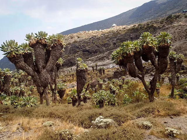 Biet gi ve loai cay co tu thoi tien su van song tai chau Phi?-Hinh-8
