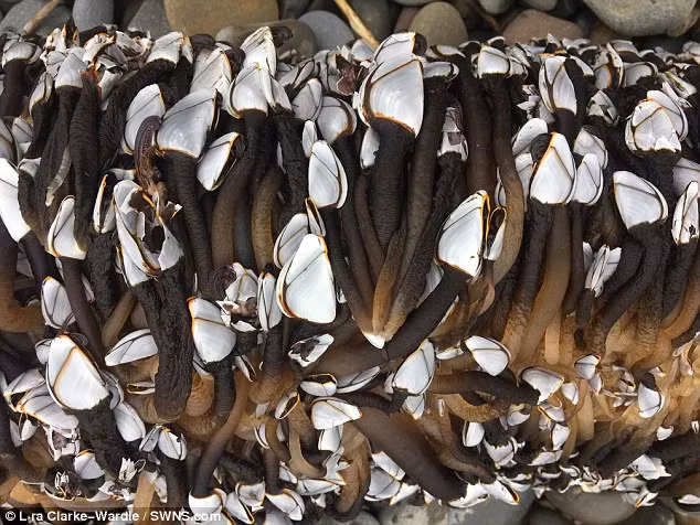 Vat the la duoc cho la “ngon tay cua quy” gia hang nghin USD-Hinh-10