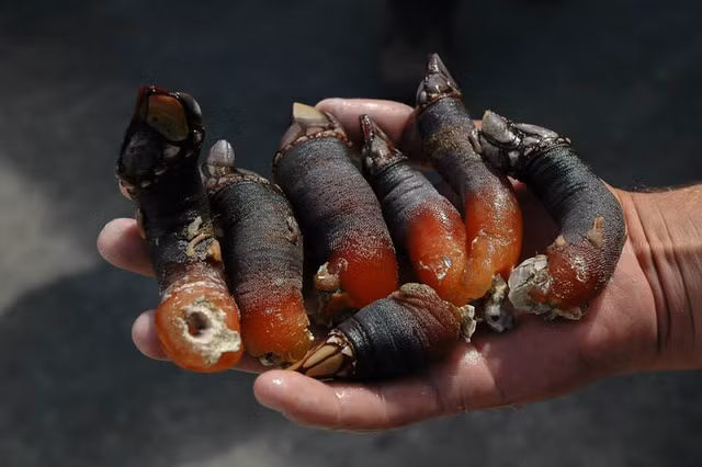 Vat the la duoc cho la “ngon tay cua quy” gia hang nghin USD-Hinh-4