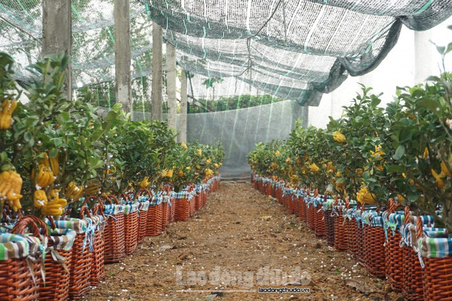 Phật thủ mini giá tiền triệu được khách hàng săn đón Phat thu mini gia tien trieu duoc khach hang san don
