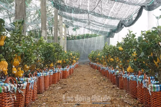 Phat thu mini gia tien trieu duoc khach hang san don