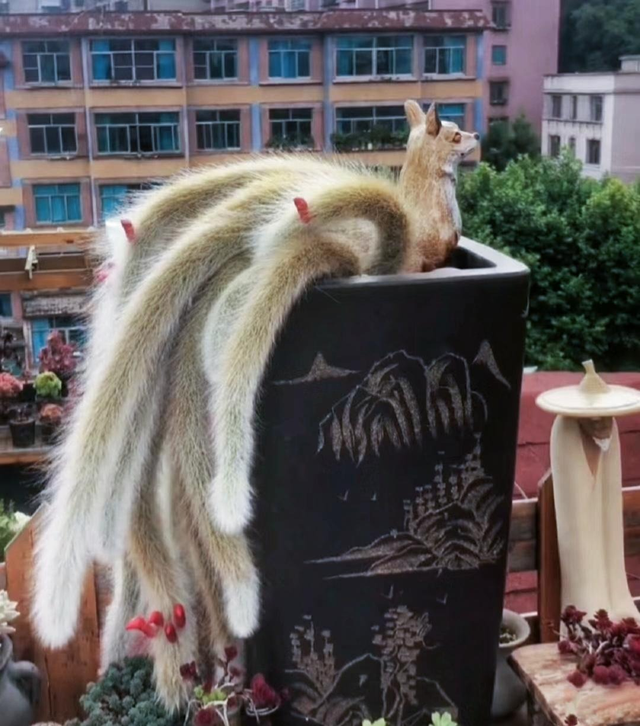 Xương rồng đuôi chồn được mệnh danh 'yêu tinh trong truyền thuyết' Xuong rong duoi chon duoc menh danh 'yeu tinh trong truyen thuyet'