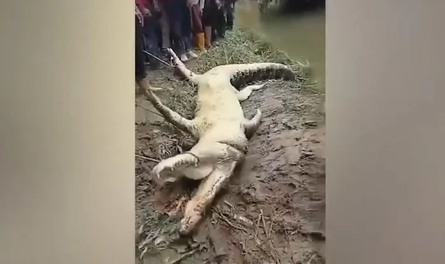 Đang kéo lưới bị 'quái thú' lôi tuột xuống sông Dang keo luoi bi 'quai thu' loi tuot xuong song