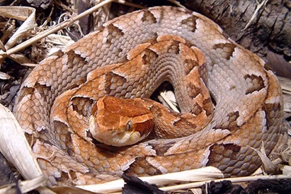 Viet Nam co loai ran doc rang nanh cuc dai: Ho mang cung thua xa!