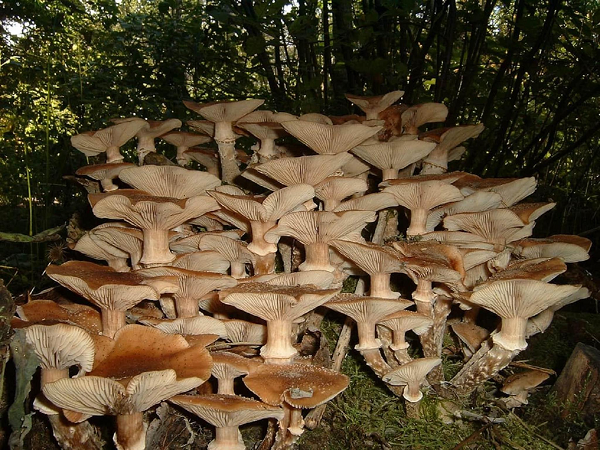 Sinh vật lớn nhất hành tinh là nấm Armillaria - Hình 12 Sinh vat lon nhat hanh tinh la nam Armillaria-Hinh-12