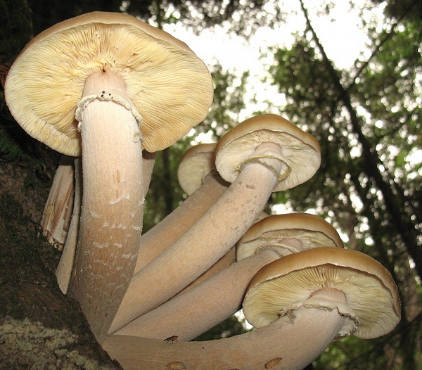 Sinh vật lớn nhất hành tinh là nấm Armillaria - Hình 11 Sinh vat lon nhat hanh tinh la nam Armillaria-Hinh-11
