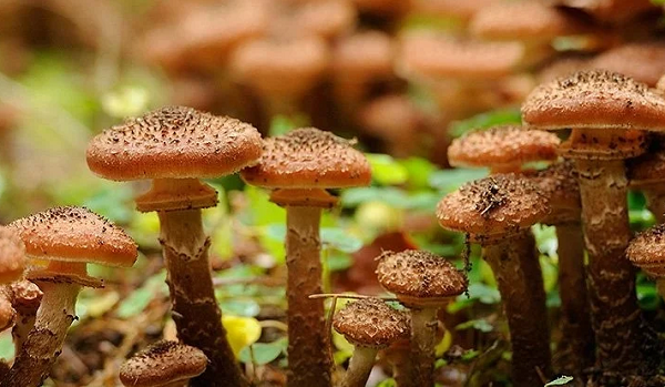 Sinh vật lớn nhất hành tinh là nấm Armillaria - Hình 7 Sinh vat lon nhat hanh tinh la nam Armillaria-Hinh-7