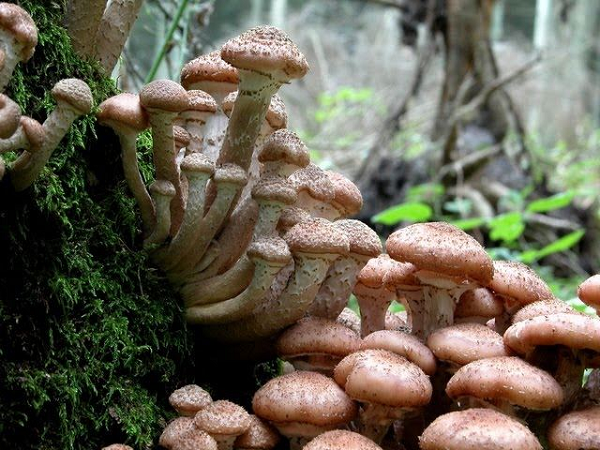 Sinh vật lớn nhất hành tinh là nấm Armillaria Sinh vat lon nhat hanh tinh la nam Armillaria