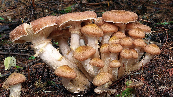 Sinh vật lớn nhất hành tinh là nấm Armillaria - Hình 4 Sinh vat lon nhat hanh tinh la nam Armillaria-Hinh-4